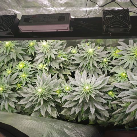 Northern Lights growlog timeline photo