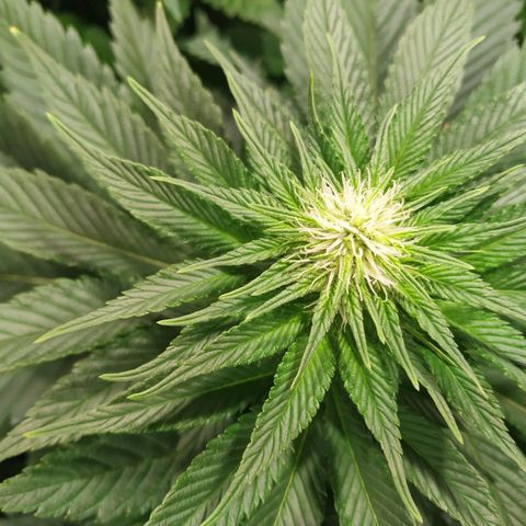 Northern Lights growlog timeline photo