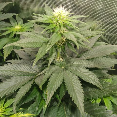 Northern Lights growlog timeline photo