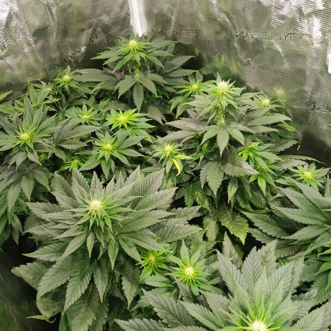 Northern Lights growlog timeline photo