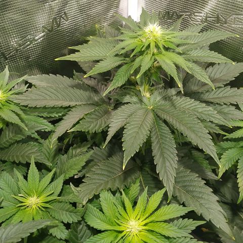 Northern Lights growlog timeline photo
