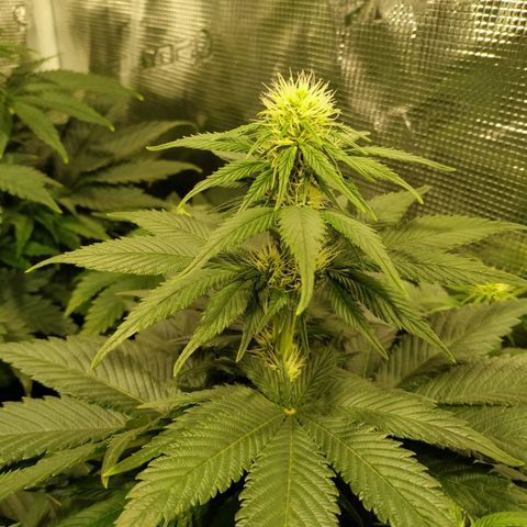Northern Lights growlog timeline photo