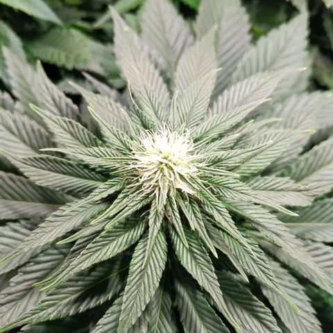 Northern Lights growlog timeline photo