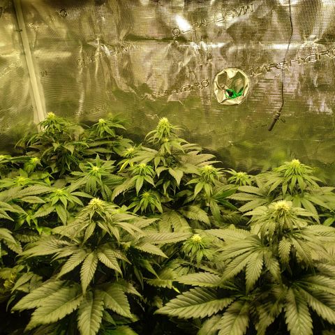 Northern Lights growlog timeline photo