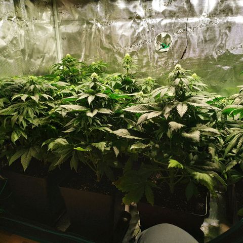 Northern Lights growlog timeline photo