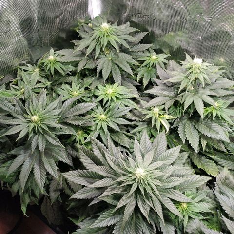 Northern Lights growlog timeline photo