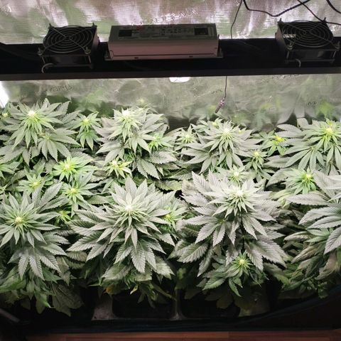 Northern Lights growlog timeline photo