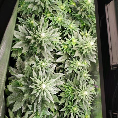 Northern Lights growlog timeline photo