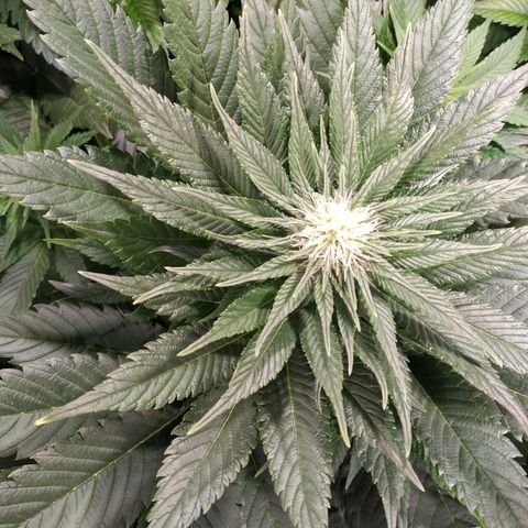 Northern Lights growlog timeline photo