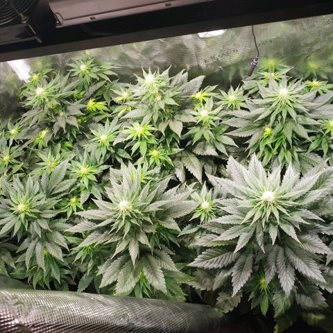 Northern Lights growlog timeline photo