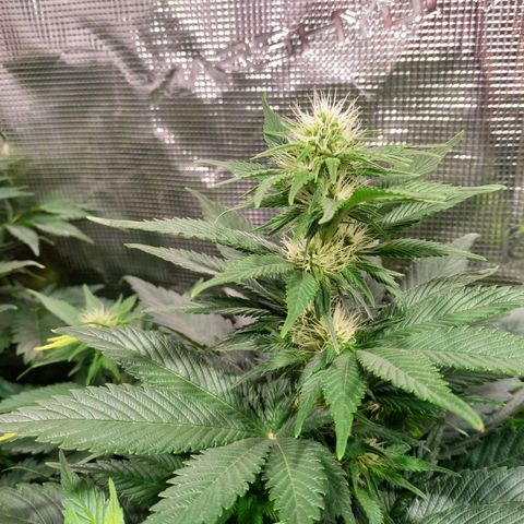 Northern Lights growlog timeline photo