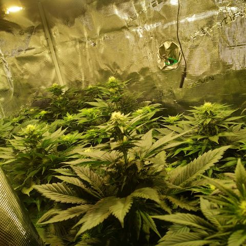 Northern Lights growlog timeline photo
