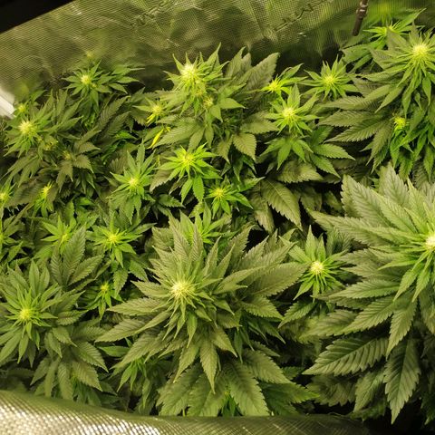 Northern Lights growlog timeline photo