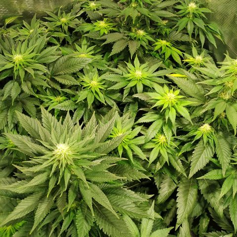 Northern Lights growlog timeline photo