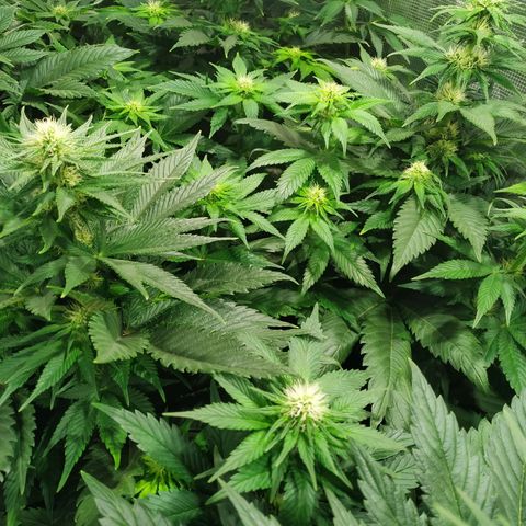 Northern Lights growlog timeline photo