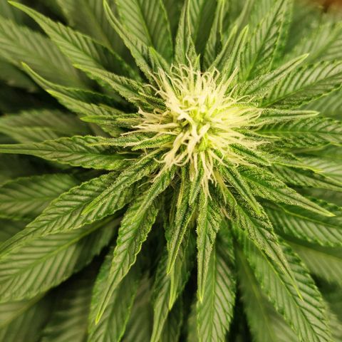 Northern Lights growlog timeline photo