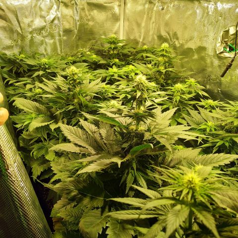 Northern Lights growlog timeline photo