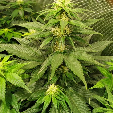 Northern Lights growlog timeline photo