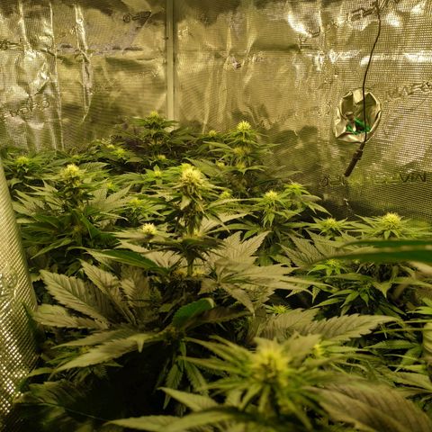 Northern Lights growlog timeline photo