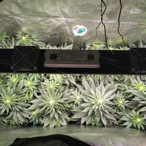 Northern Lights growlog timeline photo
