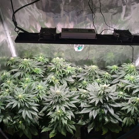 Northern Lights growlog timeline photo