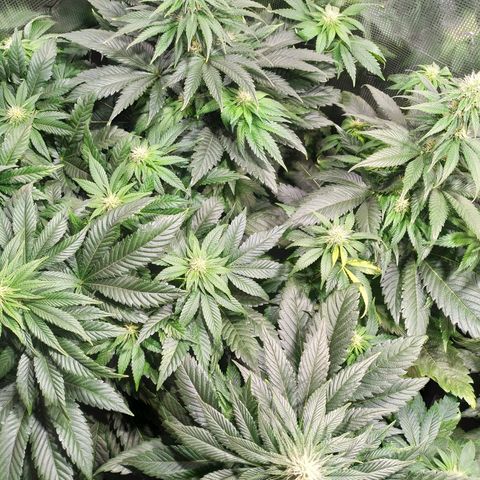 Northern Lights growlog timeline photo
