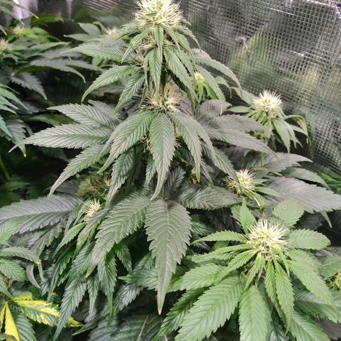 Northern Lights growlog timeline photo