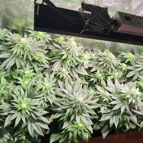 Northern Lights growlog timeline photo