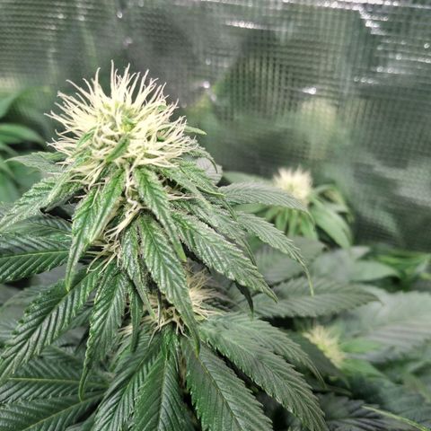 Northern Lights growlog timeline photo