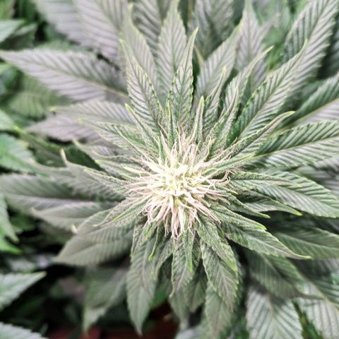 Northern Lights growlog timeline photo
