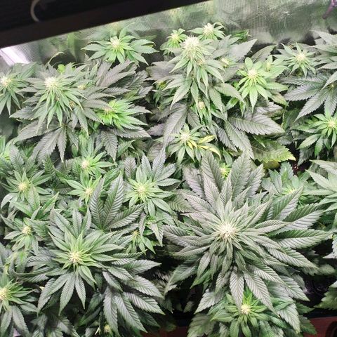 Northern Lights growlog timeline photo