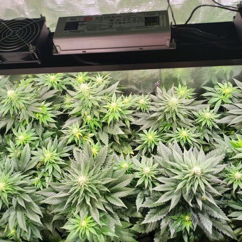 Northern Lights growlog timeline photo