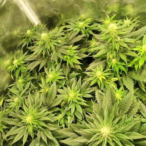 Northern Lights growlog timeline photo