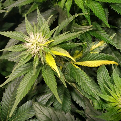 Northern Lights growlog timeline photo