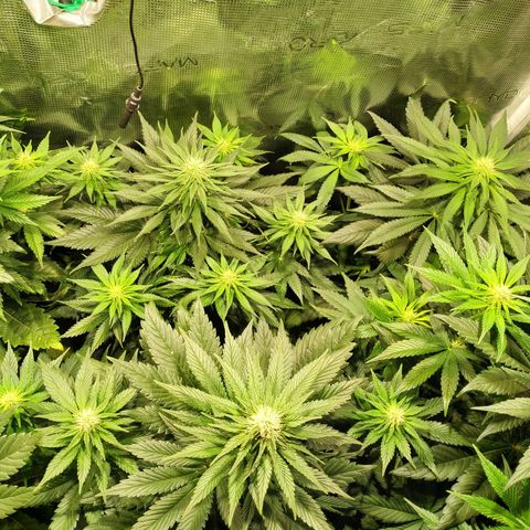 Northern Lights growlog timeline photo