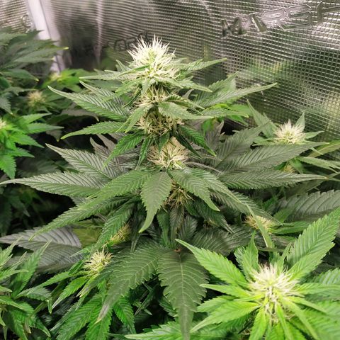 Northern Lights growlog timeline photo
