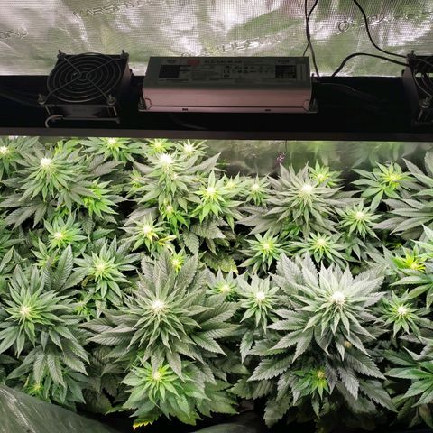 Northern Lights growlog timeline photo