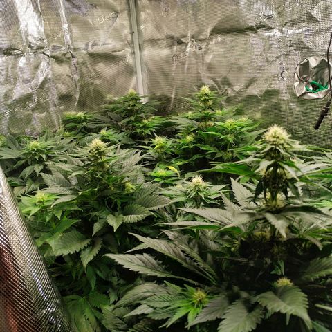 Northern Lights growlog timeline photo