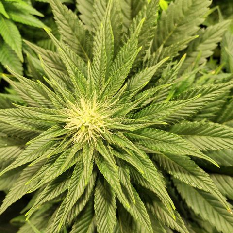 Northern Lights growlog timeline photo