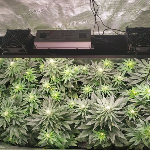 Northern Lights growlog timeline photo