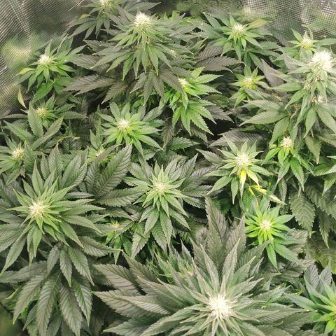 Northern Lights growlog timeline photo