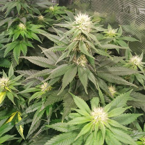 Northern Lights growlog timeline photo