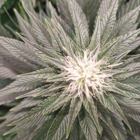 Northern Lights growlog timeline photo