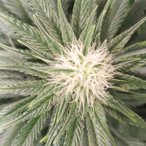 Northern Lights growlog timeline photo