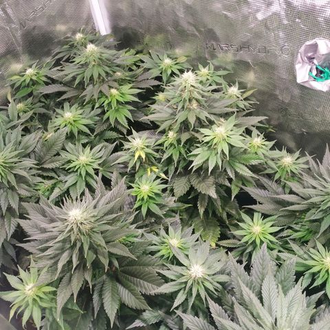 Northern Lights growlog timeline photo
