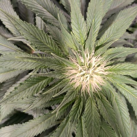 Northern Lights growlog timeline photo