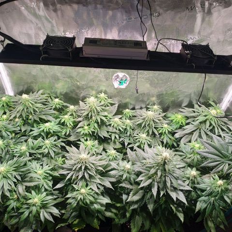 Northern Lights growlog timeline photo