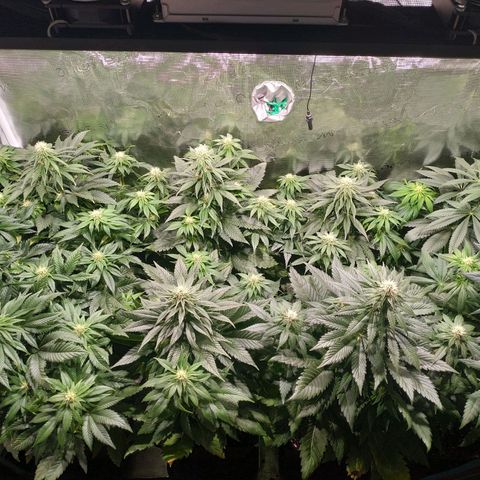 Northern Lights growlog timeline photo