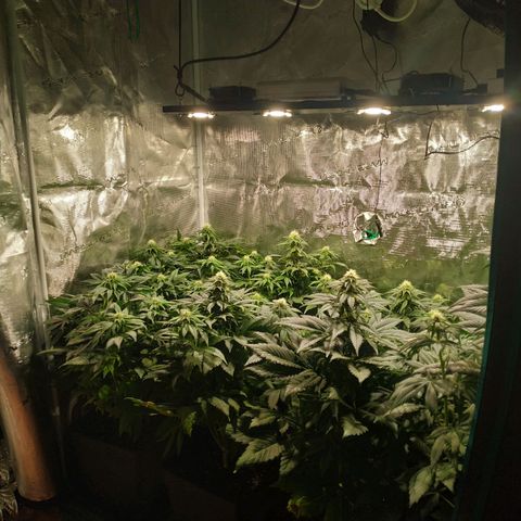 Northern Lights growlog timeline photo