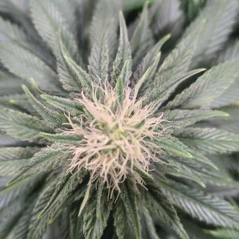 Northern Lights growlog timeline photo